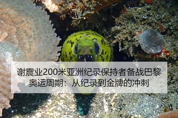 谢震业200米亚洲纪录保持者备战巴黎奥运周期：从纪录到金牌的冲刺