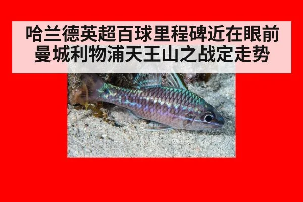 哈兰德英超百球里程碑近在眼前 曼城利物浦天王山之战定走势